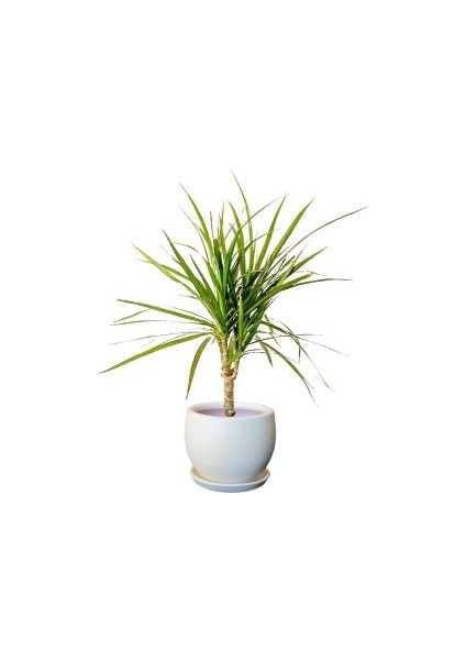 Dracaena Marginata-Tek Gövdeli Curvy Beyaz Saksılı 40-60cm