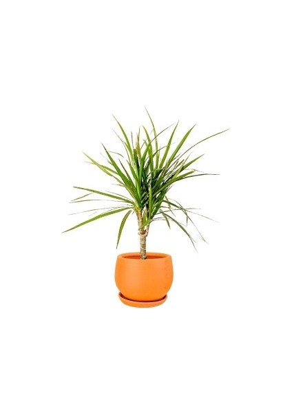 Dracaena Marginata-Tek Gövdeli Curvy Terra Cota Saksılı 40-60cm