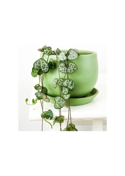 Kalp Kalbe Karşı- Curvy Mint Yeşili Saksılı - Ceropegia Woodii Subs