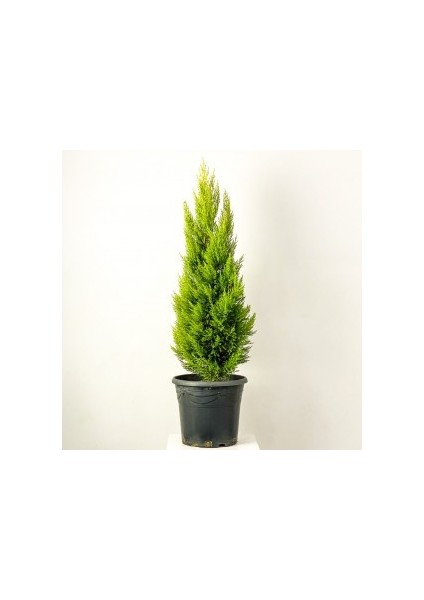 LİMON SERVİ (Cupressus Macrocarpa Goldcrest) 100cm