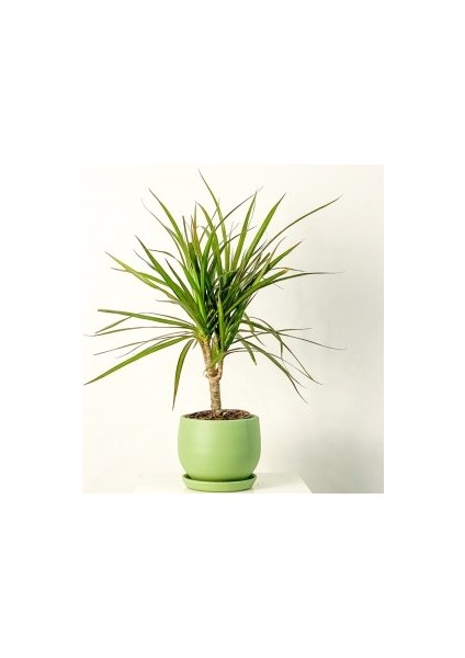 Dracaena Marginata-Tek Gövdeli Curvy Mint Yeşili Saksılı 40-60cm