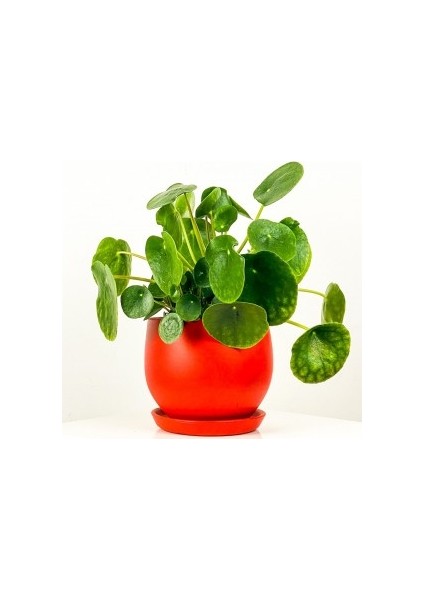 Pilea Peperomioides Kırmızı Curvy Saksılı - Çin Para Bitkisi