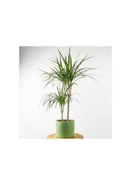 Dracaena Marginata 2 Gövdeli Ruby Mint Yeşili Saksılı 100-120cm