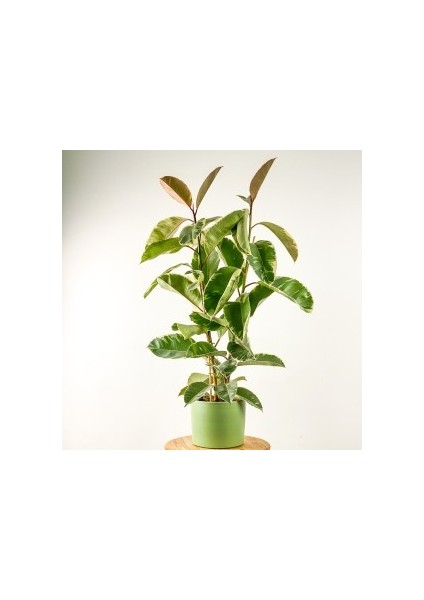 Ficus Elastica Tineke Ruby Mint Yeşili 2 Gövdeli 120-140cm