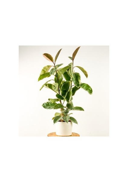 Ficus Elastica Tineke Ruby Beyaz Saksılı 2 Gövdeli 120-140cm