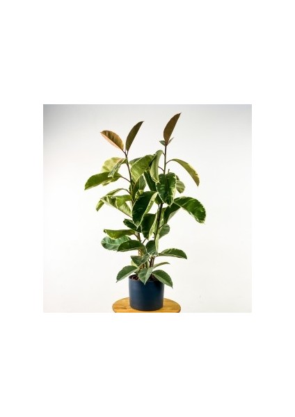 Ficus Elastica Tineke Ruby Antrasit Saksılı 2 Gövdeli 120-140cm