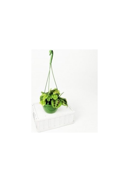Maranta Kerchoveana - Askılı Saksıda - Dua Çiçeği-İthal 30 Cm