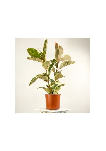 Alacalı Kauçuk Bitkisi-Ficus Elastica Tineke- 2 Gövdeli 120-140cm