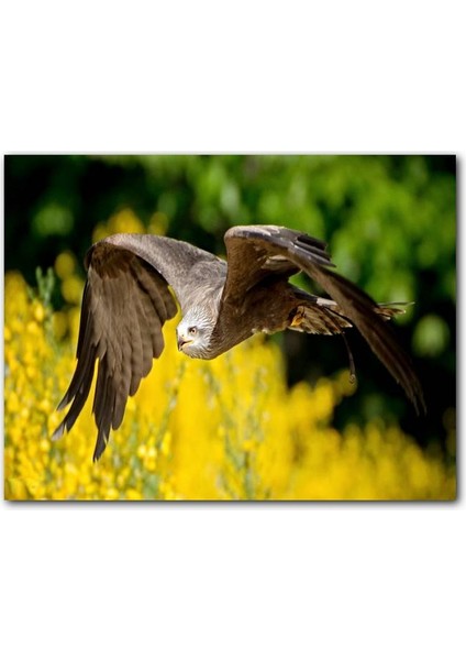 Cakatablo Doğada Alçakta Uçan Şahin Görseli