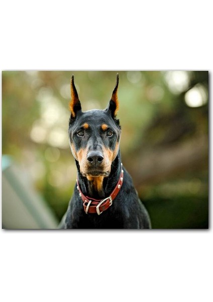 Cakatablo Kırmızı Tasmalı Doberman Flu Arkaplan