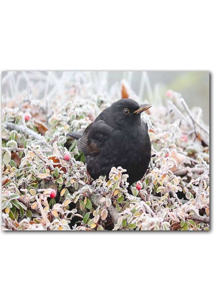 Cakatablo Donmuş Çalıların Arasındaki Karatavuk