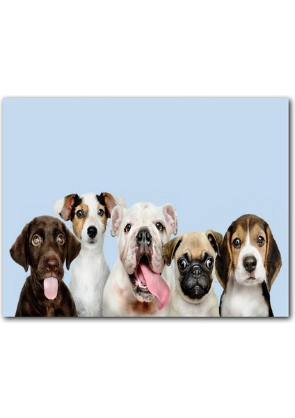 Cakatablo Sevimli 5 Köpek Portre Gökyüzü Arkaplan