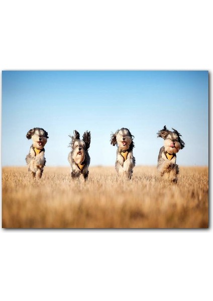 Cakatablo Kuru Otların Arasında Koşan 4 Sevimli Terrier