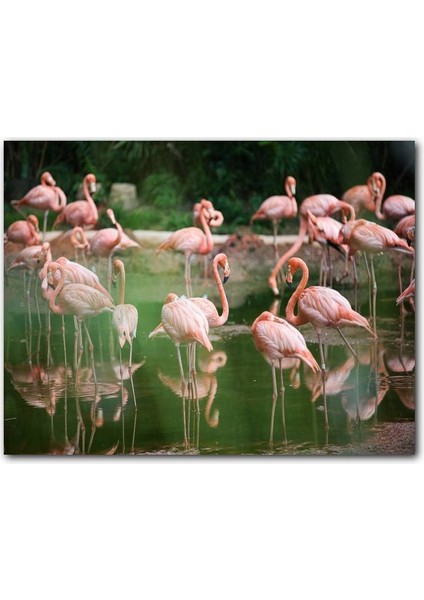 Cakatablo Durgun Gölde Beslenen Flamingolar