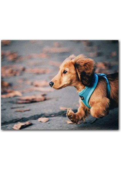 Cakatablo Koşan Sevimli Kahverengi Köpek