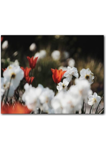 Cakatablo Beyaz ve Kırmızı Gelincikler Flu Arkaplan