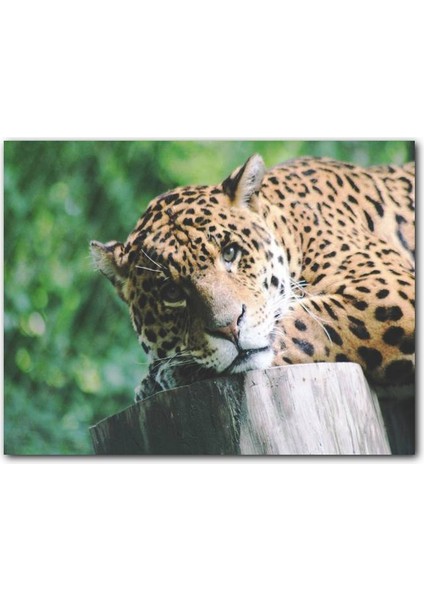 Cakatablo Kütüğün Üzerinde Dinlenen Leopar Yakın Çekim