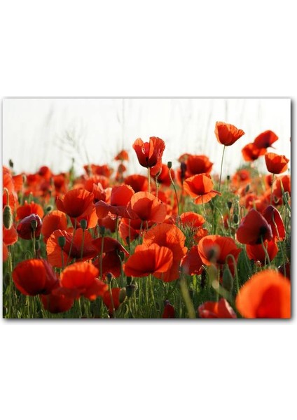 Cakatablo Çayırda Kırmızı Gelincikler