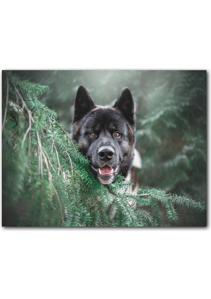Cakatablo Akita Kahverengi Siyah Köpek ve Çam Yaprakları