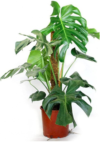 Monstera Yosun Gövdeli Deve Tabanı 80-100 cm