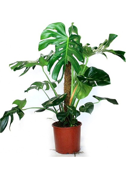 Monstera Yosun Gövdeli Deve Tabanı 80-100 cm