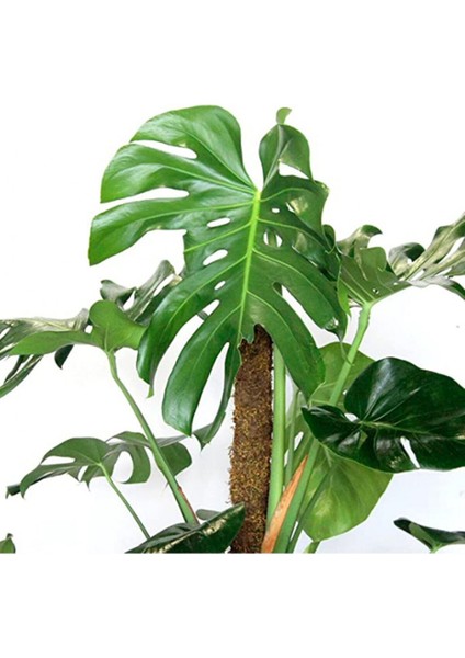 Monstera Yosun Gövdeli Deve Tabanı 80-100 cm