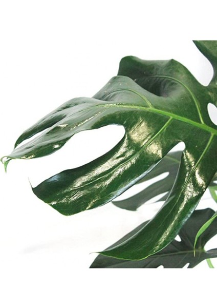 Monstera Yosun Gövdeli Deve Tabanı 80-100 cm