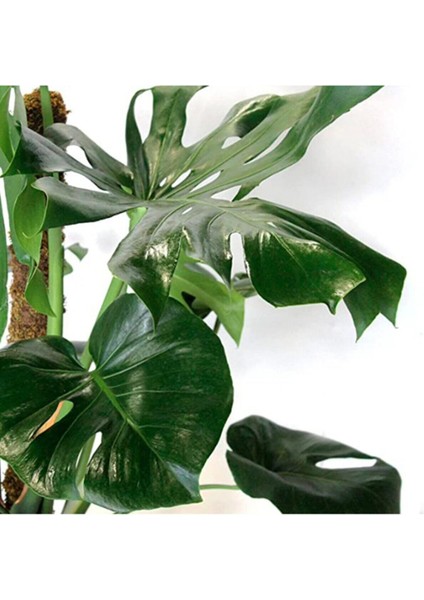Monstera Yosun Gövdeli Deve Tabanı 80-100 cm