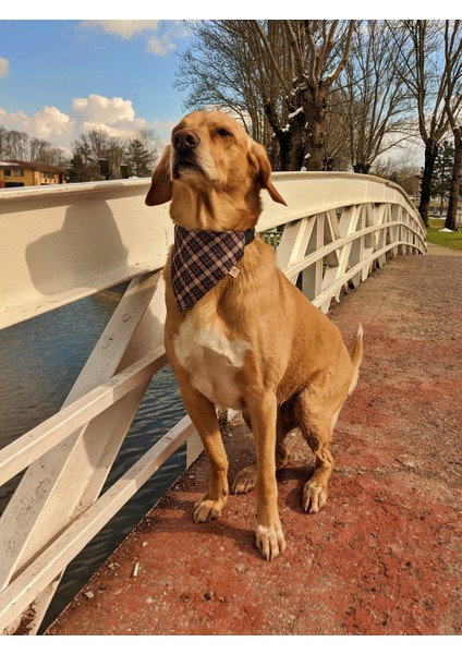 Classy Fularlı Köpek Boyun Tasması