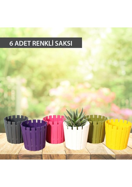 Akasya Kaktüs, Sukulent, Bitki Saksısı 6 Renkli