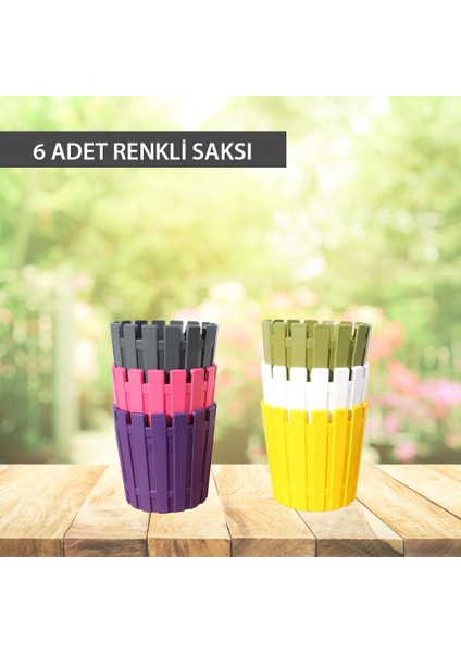 Akasya Kaktüs, Sukulent, Bitki Saksısı 6 Renkli