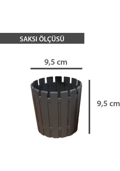 Akasya Kaktüs, Sukulent, Bitki Saksısı 6 Renkli