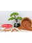 Çiğ Kayısı Çekirdeği 500 gr 2