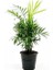 Dağ Palmiyesi - Chamaedorea Elegans Siyah Dekoratif Saksılı 40-50cm 1