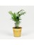Dağ Palmiyesi-Chamaedorea Elegans-Gold Saksılı - Mini Boy 1