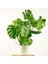 Deve Tabanı Ruby Beyaz Saksılı Monstera Deliciosa 1