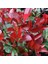 Alev Çalısı (Photinia Red Robin) 30-40 cm 1