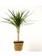Dracaena Marginata Tek Gövdeli Lanesse Siyah Hasır Saksılı 1