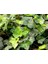 DUVAR SARMAŞIĞI PAKETİ (Hedera Helix) 6 Adet 50-70cm 1