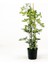 Şeflera-Schefflera arboricola (Gold Capella)2 Dallı - 80-100 cm 1