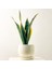 Bodur Paşa Kılıcı Beyaz Curvy Saksılı Sansevieria Laurentii Superba 1