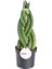 Örgülü Paşa Kılıcı-Sansevieria Cylindrica Braided 30 Cm 1