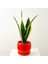 Bodur Paşa Kılıcı Kırmızı Curvy Saksılı Sansevieria Laurentii Superba 1