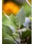 DEFNE (Laurus Nobilis) 1