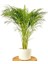 Areka Palmiyesi Ruby Beyaz Saksılı Dypsis Lutescens 120-140 Cm 1