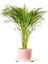 Areka Palmiyesi Ruby Pembe Saksılı Dypsis Lutescens 120-140 Cm 1