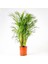 Areka Palmiyesi-Areca Dypsis Lutescens 120-140 Cm İthal Bitki 1