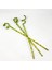 Şans Bambusu 60cm 3'lü Set Lucky Bamboo 1