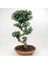 Ficus S Bonsai 100 Cm 1