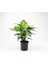 DİFENBAHYA BİTKİSİ (Dieffenbachia Compacta) 30-40 Cm 1